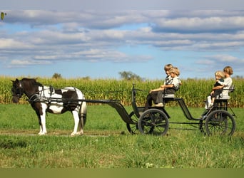 More ponies/small horses, Gelding, 7 years, 10,3 hh, Pinto
