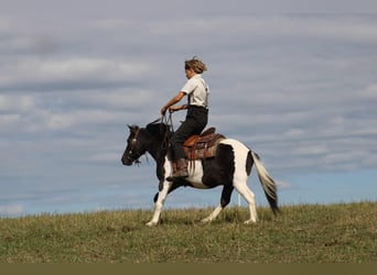 More ponies/small horses, Gelding, 7 years, 10,3 hh, Pinto
