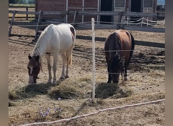 More ponies/small horses, Gelding, 7 years, 11.1 hh, Brown