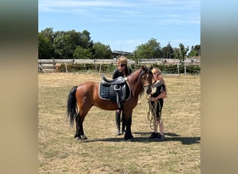 More ponies/small horses, Gelding, 7 years, 11.1 hh, Brown
