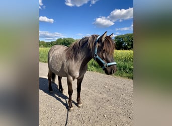 More ponies/small horses, Gelding, 7 years, 11.2 hh, Dun