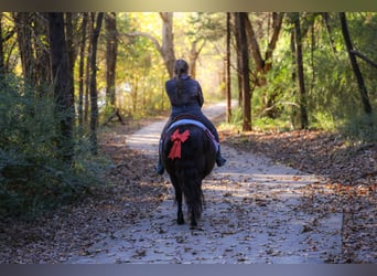 More ponies/small horses, Gelding, 7 years, 11 hh, Black