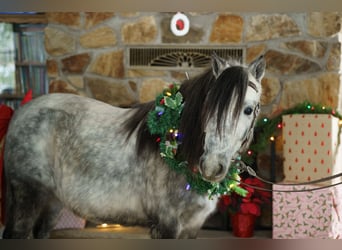 More ponies/small horses, Gelding, 7 years, 11 hh, Grey