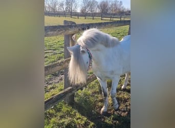 More ponies/small horses, Gelding, 7 years, 11,2 hh, Grey