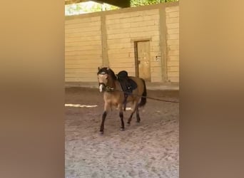 More ponies/small horses, Gelding, 7 years, 12.2 hh, Dun