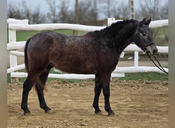 More ponies/small horses, Gelding, 7 years, 12.2 hh, Grey