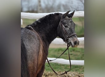 More ponies/small horses, Gelding, 7 years, 12.2 hh, Grey