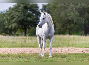 More ponies/small horses, Gelding, 7 years, 12.2 hh, Grey