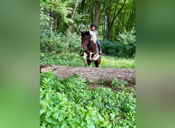 More ponies/small horses, Gelding, 7 years, 12 hh, Pinto