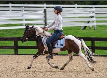More ponies/small horses, Gelding, 7 years, 12 hh, Pinto