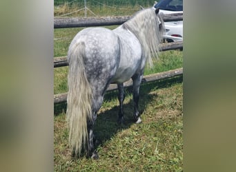 More ponies/small horses, Gelding, 7 years, 12,1 hh, Gray