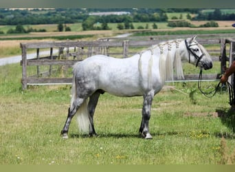 More ponies/small horses, Gelding, 7 years, 12,1 hh, Gray