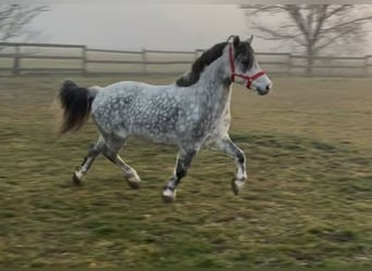 More ponies/small horses, Gelding, 7 years, 12,1 hh, Grey