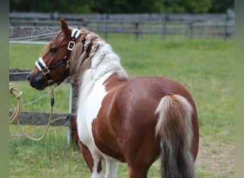 More ponies/small horses, Gelding, 7 years, 12,1 hh, Pinto