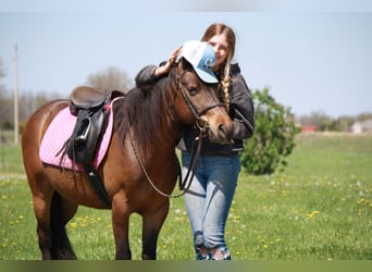 More ponies/small horses, Gelding, 7 years, 12,2 hh, Bay