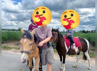 More ponies/small horses, Gelding, 7 years, 12,2 hh, Dun