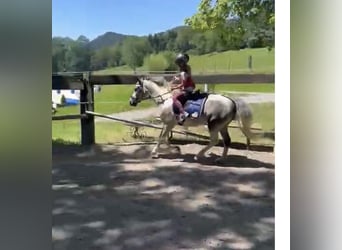 More ponies/small horses, Gelding, 7 years, 12,2 hh, Grey