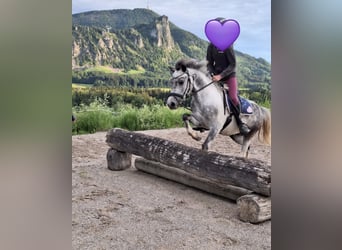 More ponies/small horses, Gelding, 7 years, 12,2 hh, Grey