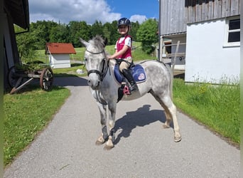More ponies/small horses, Gelding, 7 years, 12,2 hh, Grey