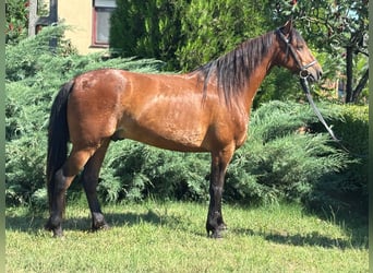 More ponies/small horses, Gelding, 7 years, 12,3 hh, Brown