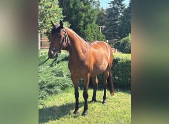 More ponies/small horses, Gelding, 7 years, 12,3 hh, Brown