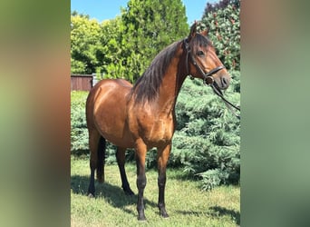 More ponies/small horses, Gelding, 7 years, 12,3 hh, Brown