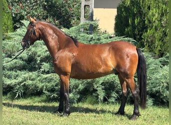 More ponies/small horses, Gelding, 7 years, 12,3 hh, Brown