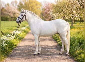 More ponies/small horses Mix, Gelding, 7 years, 13.1 hh, Grey