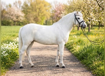 More ponies/small horses Mix, Gelding, 7 years, 13.1 hh, Grey