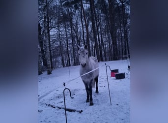 More ponies/small horses Mix, Gelding, 7 years, 13.3 hh, Grey-Dapple