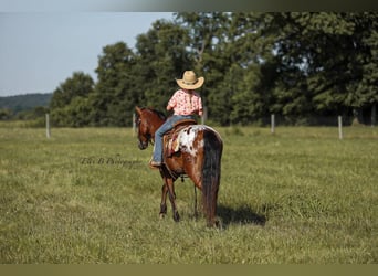More ponies/small horses, Gelding, 7 years, 13 hh, Bay