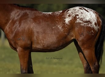 More ponies/small horses, Gelding, 7 years, 13 hh, Bay