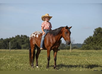 More ponies/small horses, Gelding, 7 years, 13 hh, Bay