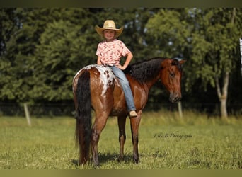 More ponies/small horses, Gelding, 7 years, 13 hh, Bay