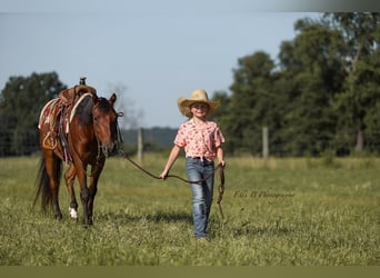 More ponies/small horses, Gelding, 7 years, 13 hh, Bay