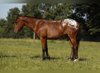 More ponies/small horses, Gelding, 7 years, 13 hh, Bay