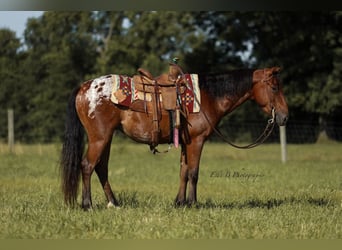 More ponies/small horses, Gelding, 7 years, 13 hh, Bay