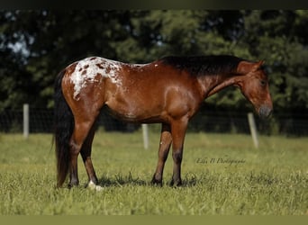 More ponies/small horses, Gelding, 7 years, 13 hh, Bay