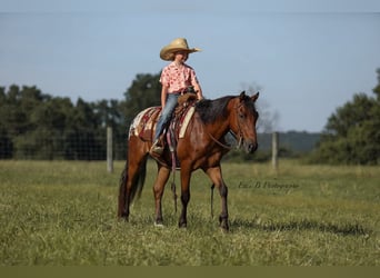 More ponies/small horses, Gelding, 7 years, 13 hh, Bay