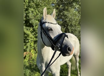 More ponies/small horses, Gelding, 7 years, 13,2 hh, Grey