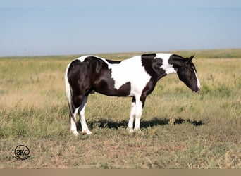 More ponies/small horses, Gelding, 7 years, 13,3 hh