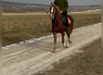 More ponies/small horses, Gelding, 7 years, 14.1 hh, Chestnut-Red