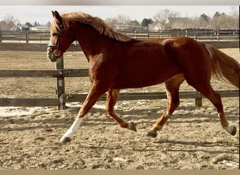 More ponies/small horses, Gelding, 7 years, 14.1 hh, Chestnut-Red