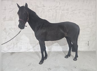 More ponies/small horses, Gelding, 7 years, 14.2 hh, Black