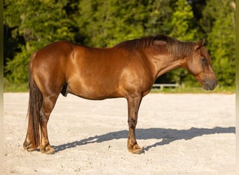 More ponies/small horses, Gelding, 7 years, 14.2 hh, Sorrel