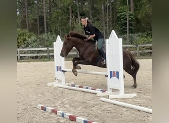 More ponies/small horses, Gelding, 7 years, 14.2 hh, Sorrel