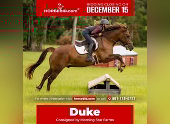 More ponies/small horses, Gelding, 7 years, 14.2 hh, Sorrel