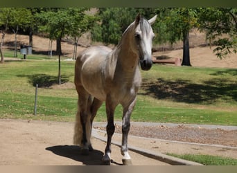 More ponies/small horses, Gelding, 7 years, 14 hh