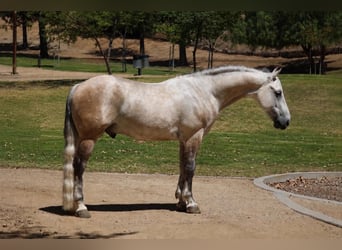 More ponies/small horses, Gelding, 7 years, 14 hh