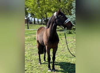 More ponies/small horses, Gelding, 7 years, 14,1 hh, Bay-Dark